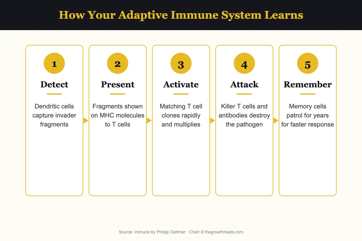 How the adaptive immune system learns from Immune by Philipp Dettmer