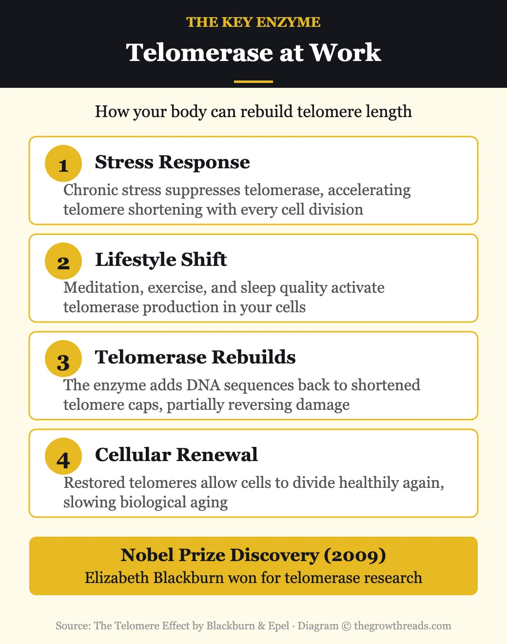 How telomerase rebuilds telomere length — the Nobel Prize-winning discovery that lifestyle changes can activate cellular repair