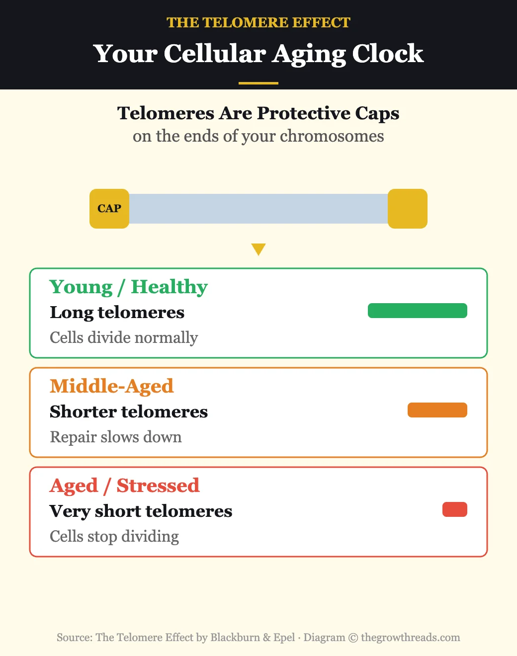 What telomeres do — your cellular aging clock showing how telomere length affects cell health