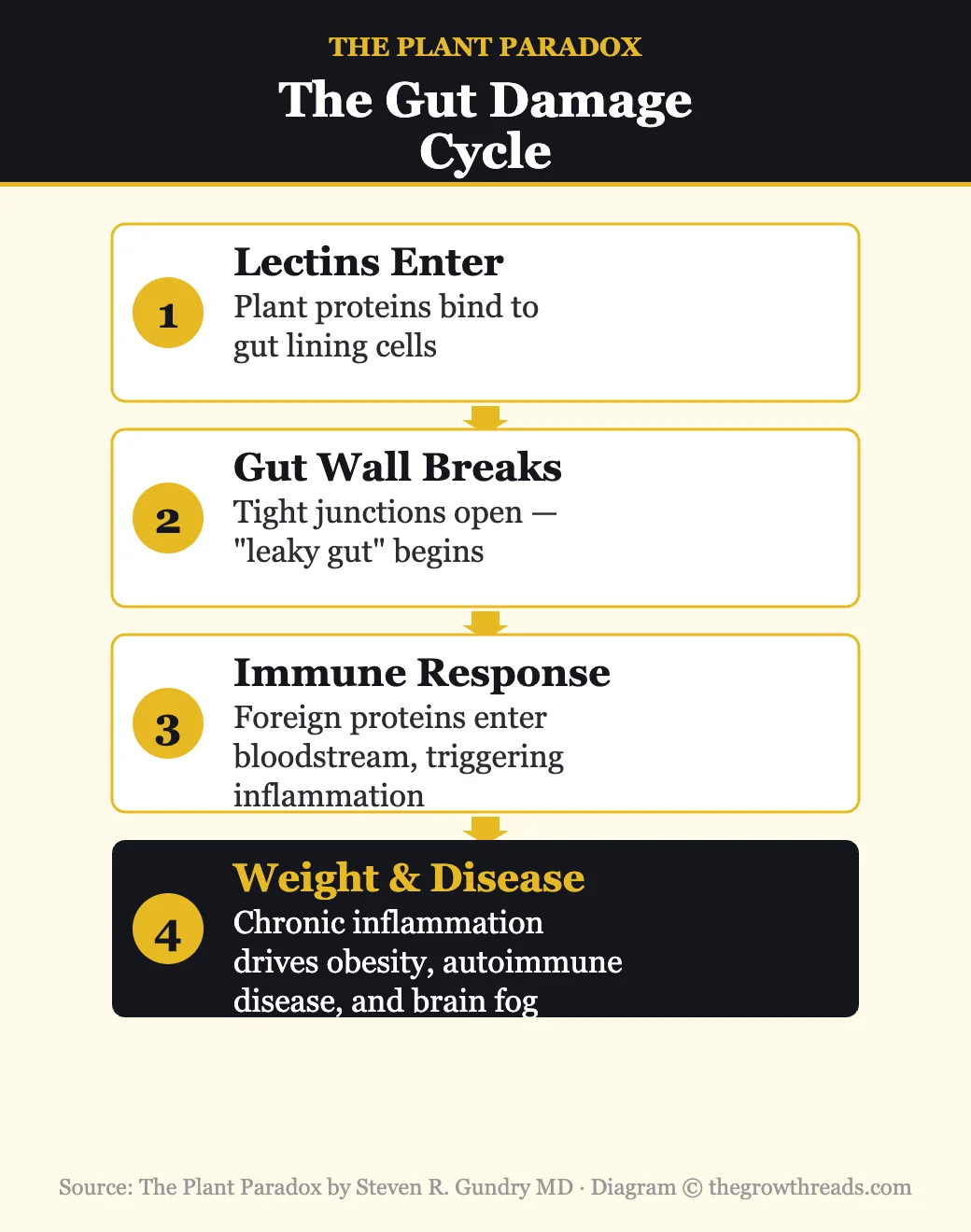 Gundry gut damage cycle: lectins enter, gut wall breaks, immune response, weight and disease