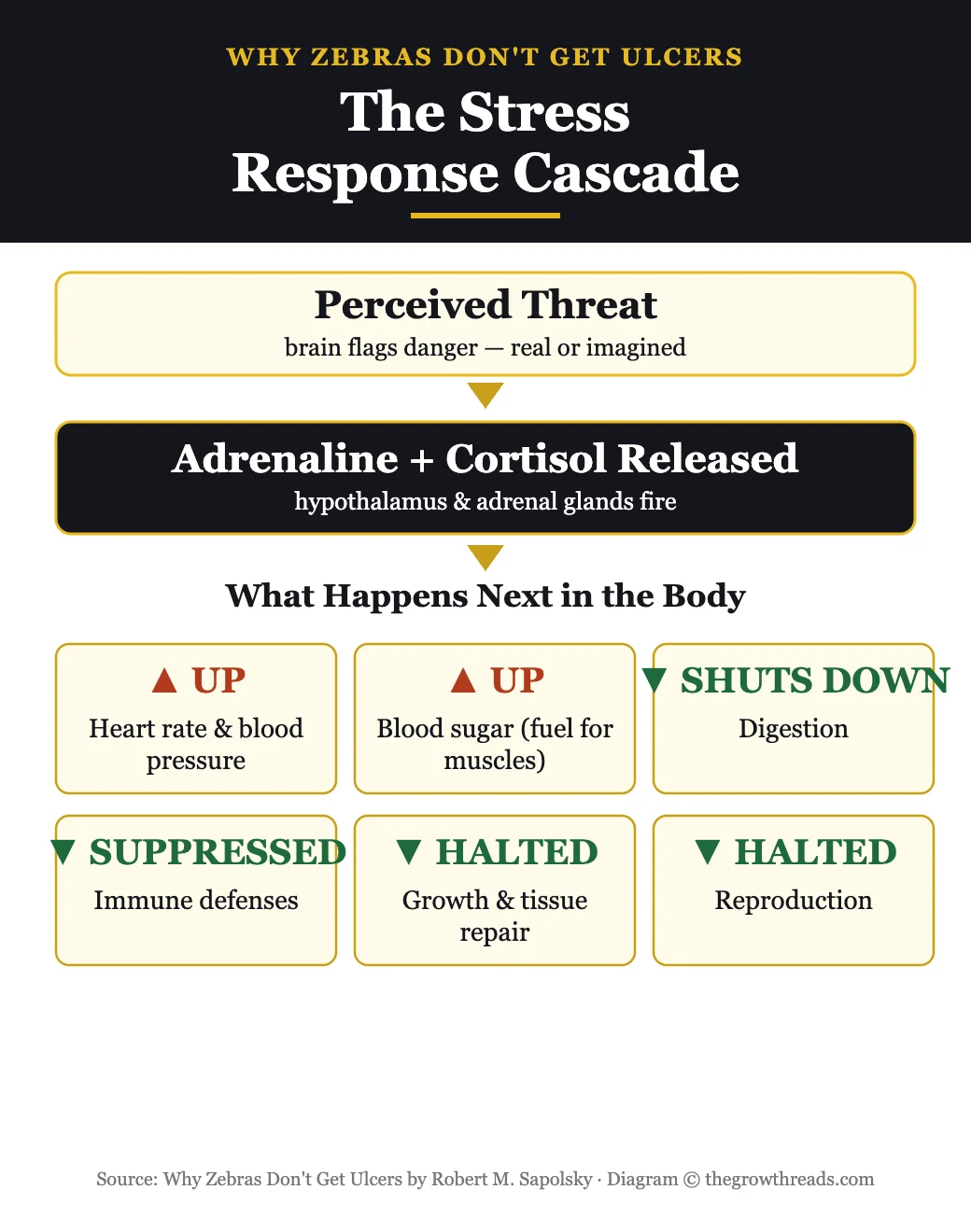 Diagram of the stress response cascade in the body from Why Zebras Don't Get Ulcers