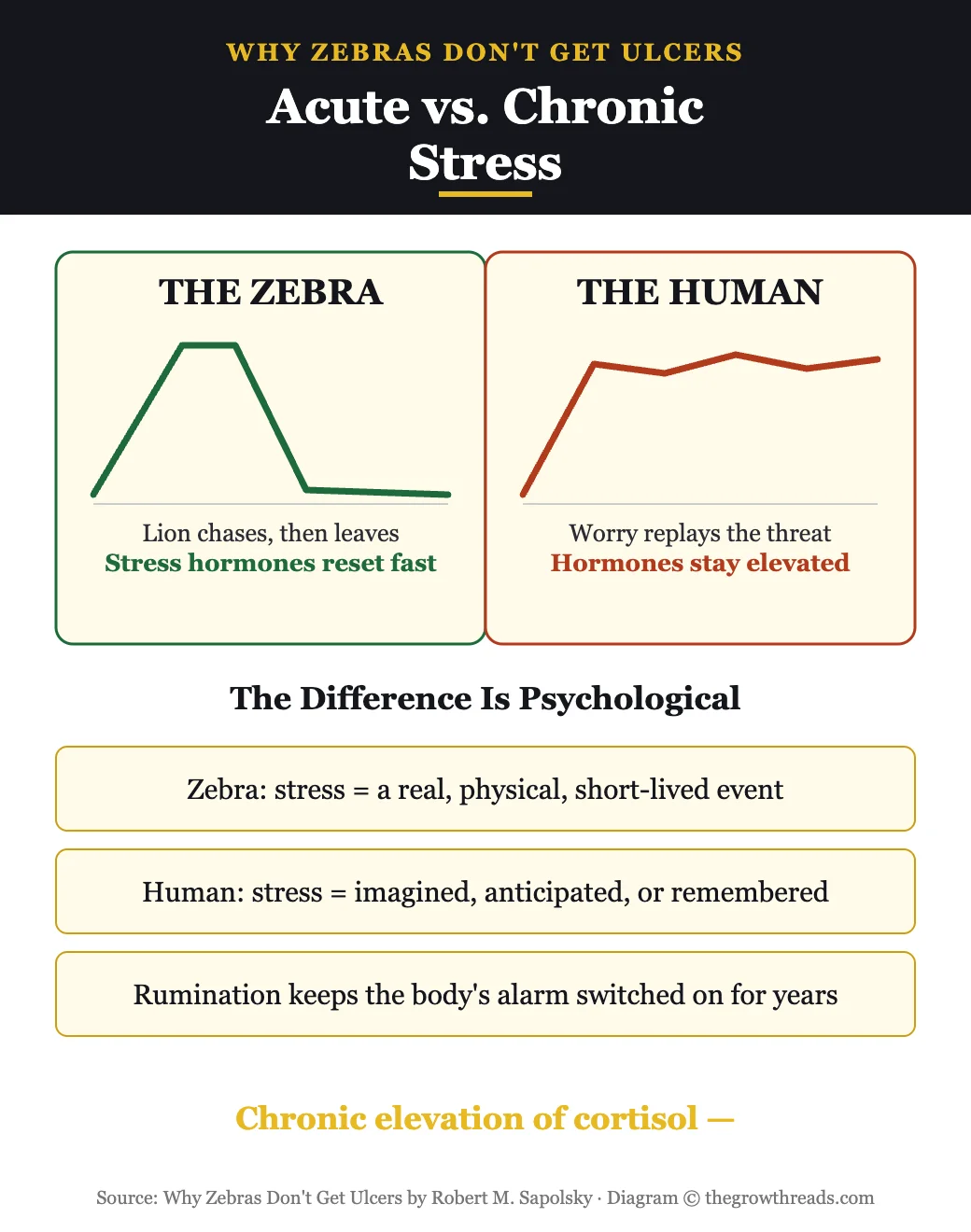 Diagram comparing acute zebra stress to chronic human stress from Why Zebras Don't Get Ulcers