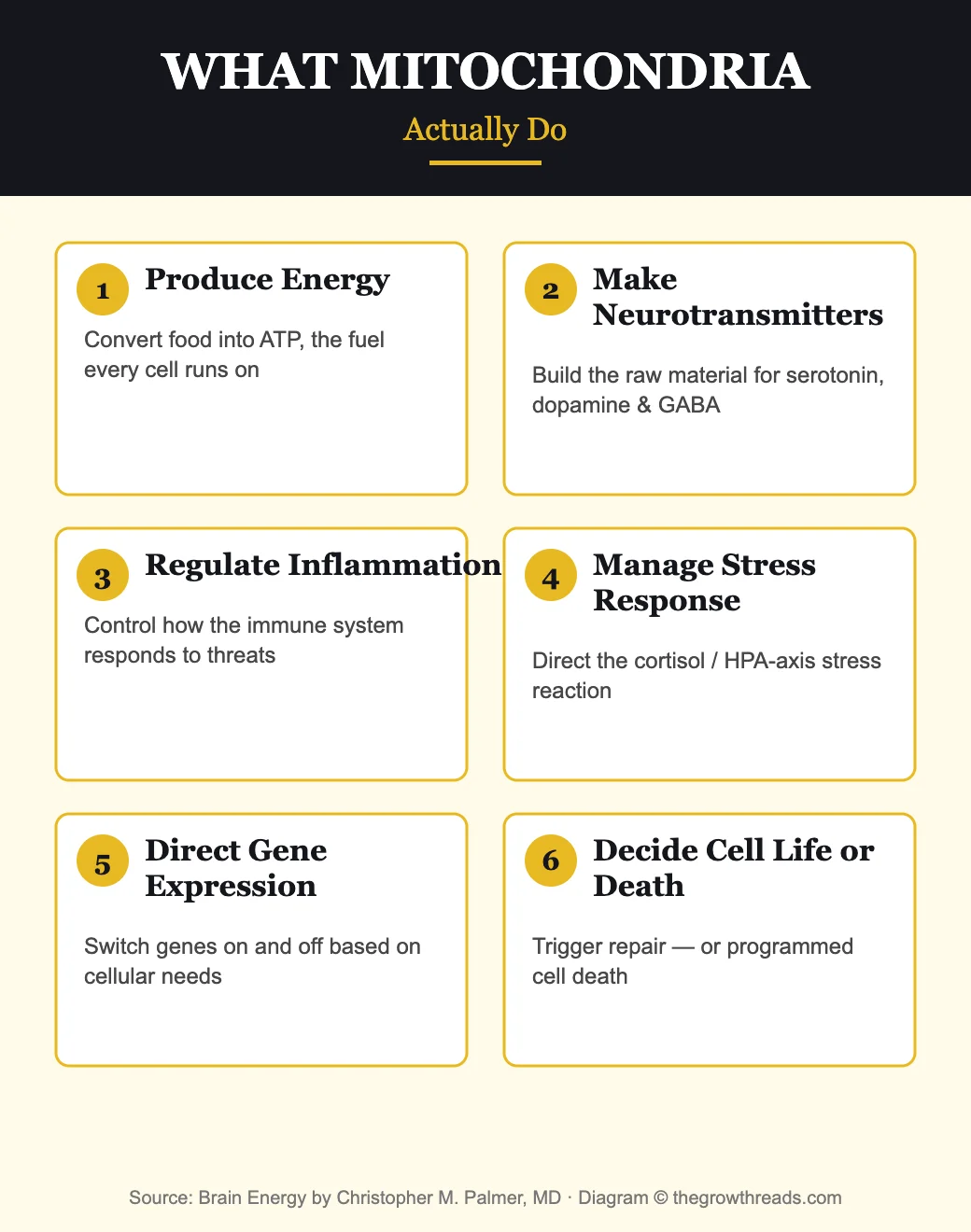 Diagram listing six things mitochondria do: produce energy, make neurotransmitters, regulate inflammation, manage stress response, direct gene expression, and decide cell life or death