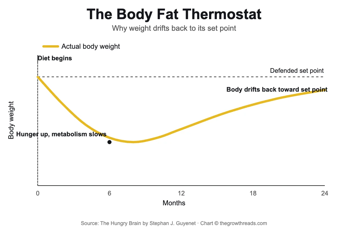 The Body Fat Thermostat chart from The Hungry Brain by Stephan Guyenet — why weight rebounds to its set point after dieting
