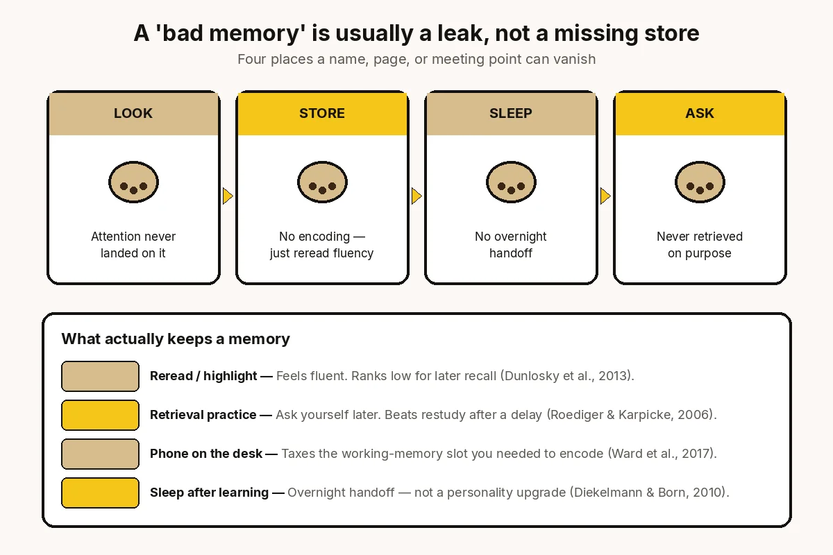 Landscape chart of four leaks that make everyday memory feel broken: attention never landed, nothing encoded, no overnight sleep handoff, and no later retrieval — plus why rereading feels fluent and still fails.