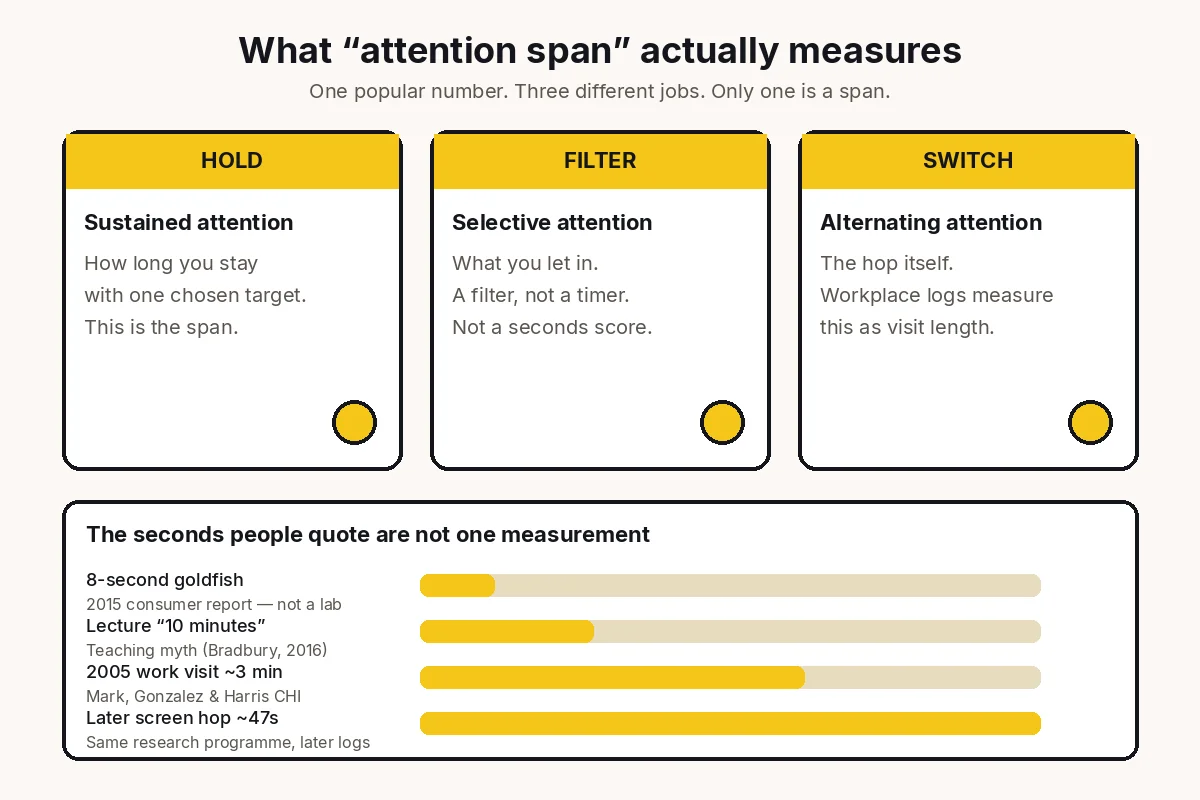 Chart: attention span measures hold duration, not filter quality or hop rate — goldfish 8s, lecture myth, 2005 work visit, later screen hop